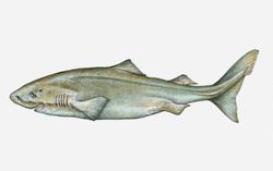 Illustration of Greenland shark (Somniosus microcephalus)