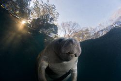 Manatee at Surface / Steven Trainoff Ph.D. / Moment / Getty Images