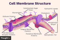 An illustration of cell membrane structure, with important parts labeled