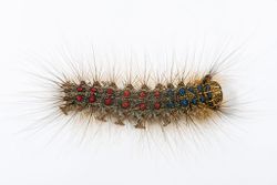 The gypsy moth is one of the most destructive of all tree pests of the U.S.