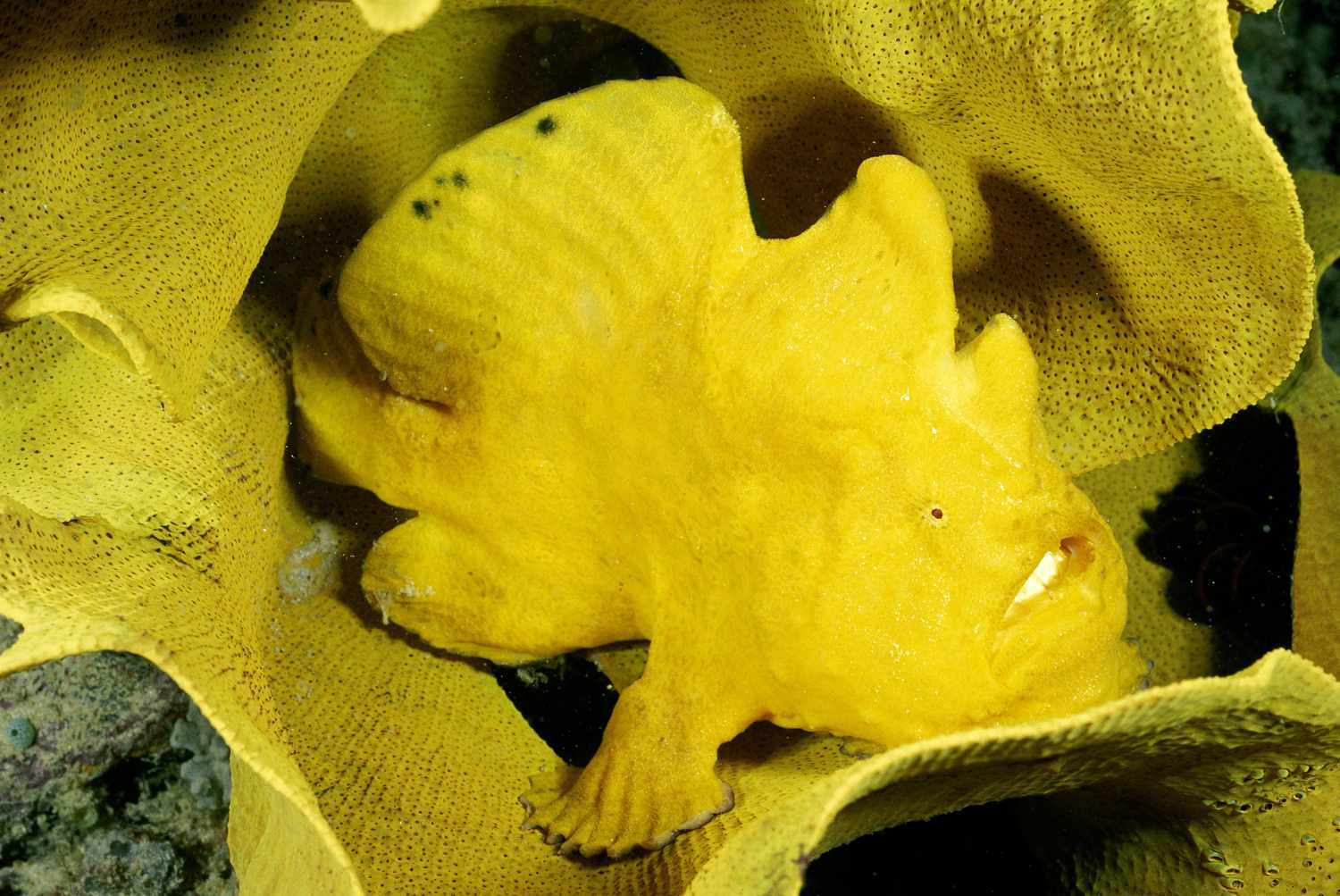 Giant frogfish in yellow sponge, Mabul Island, Malaysia