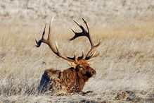 Bull Elk