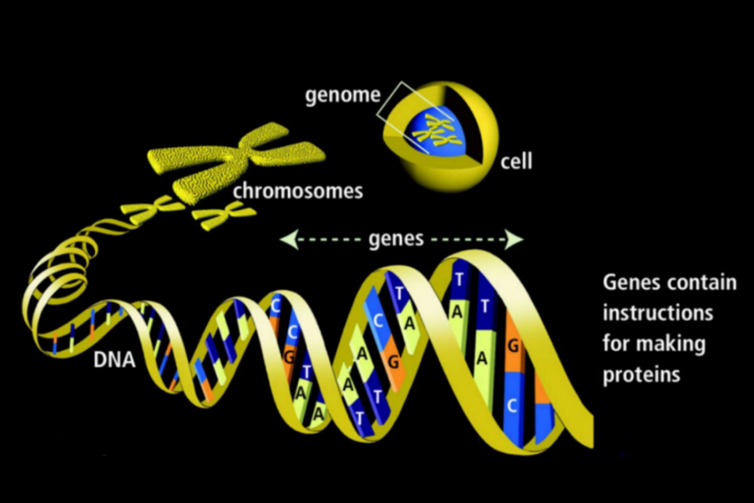 Gene diagram with cell. chromosomes, and DNA helix