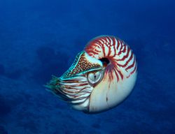 Chambered Nautilus / Stephen Frink / Image Source / Getty Images