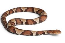 Copperhead snake