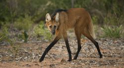 A maned wolf waking and looking at the camera.