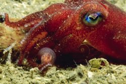 Stubby squid (Rossia pacifica)