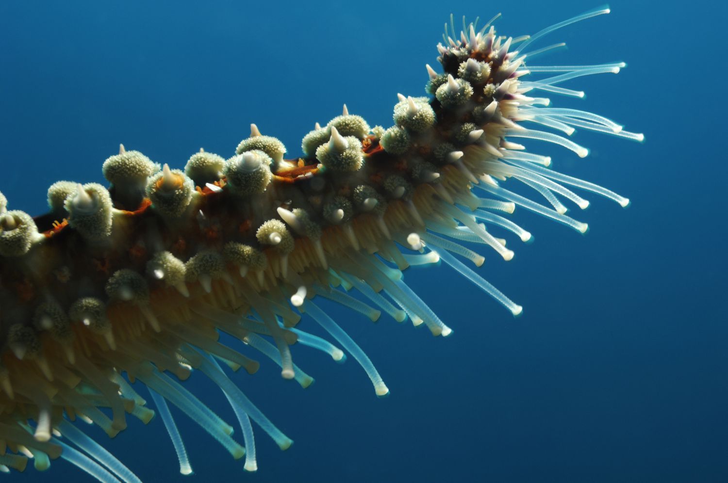 Tube Feet of Spiny Starfish / Borut Furlan / Getty Images