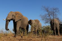 elephants