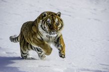 Captive Siberian Tiger, Panthera tigris altaica, Bozeman, Montana, USA