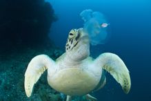 Green turtle (Chelonia mydas) feeding on jellyfish. Juvenile mackerel still hides beside the jellyfish about to lose its home