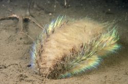 Sea Mouse (Aphrodita aculeata) in sand