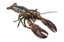 Lobsters and other decapods are different from vertebrates, but they likely feel pain.