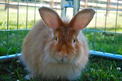 angora rabbit