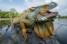 iguana