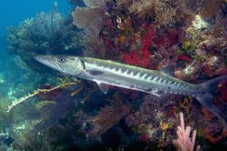 Barracuda swimming in front of coral reef