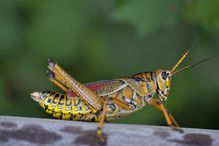 Colorful grasshopper.