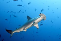 A hammerhead shark with distinctive eye placement prowls the waters