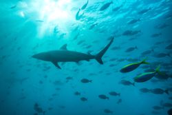 Spinner shark, Carcharhinus brevipinna, swims with school of reef fishes