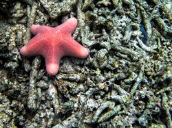 Starfish