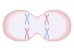 Cross section biomedical illustration of meiosis where each duplicated chromosome has a mixture of genetic material and threads forming in cell to pull apart the pairs of chromosomes