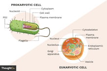 Illustration depicting a prokaryotic cell and a eukaryotic cell, with their important features labeled.