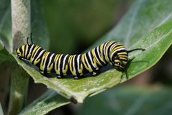 Monarch caterpillar eating milkweed