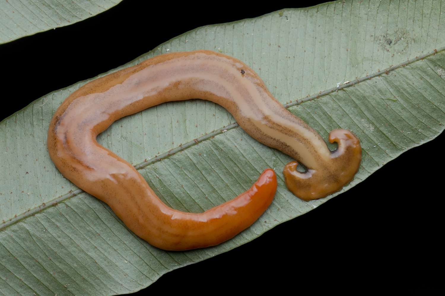 The hammerhead worm has a long, flattened body and a broad head.