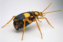 Bombardier beetle illustration with cutaway abdomen.