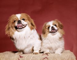 Two Pekinese dogs