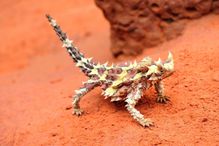 Thorny Devil Lizard