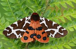 Close-up of a brightly-colored tiger moth