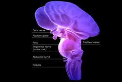 Labeled diagram of the brainstem