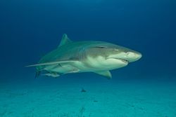 Lemon shark, Tiger Beach, Bahamas