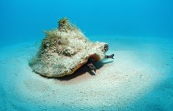 Conch Shell in the bahamas