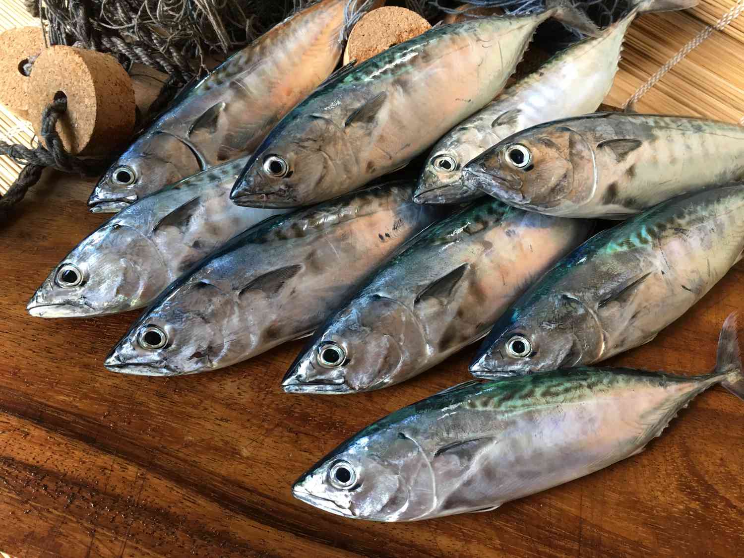 a group of dead false albacore on a table