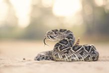 Eastern diamondback rattlesnake