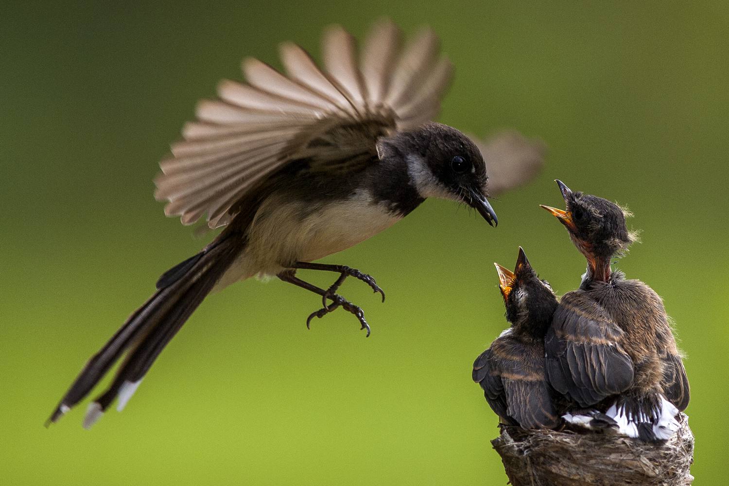 A bird and her children