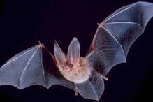 Big-eared bat with its wings stretched out