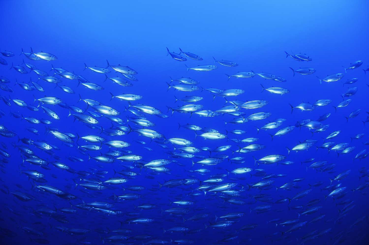 Skipjack Tuna Shoal in the Atlantic Ocean, Portugal