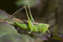 Katydid, Canada