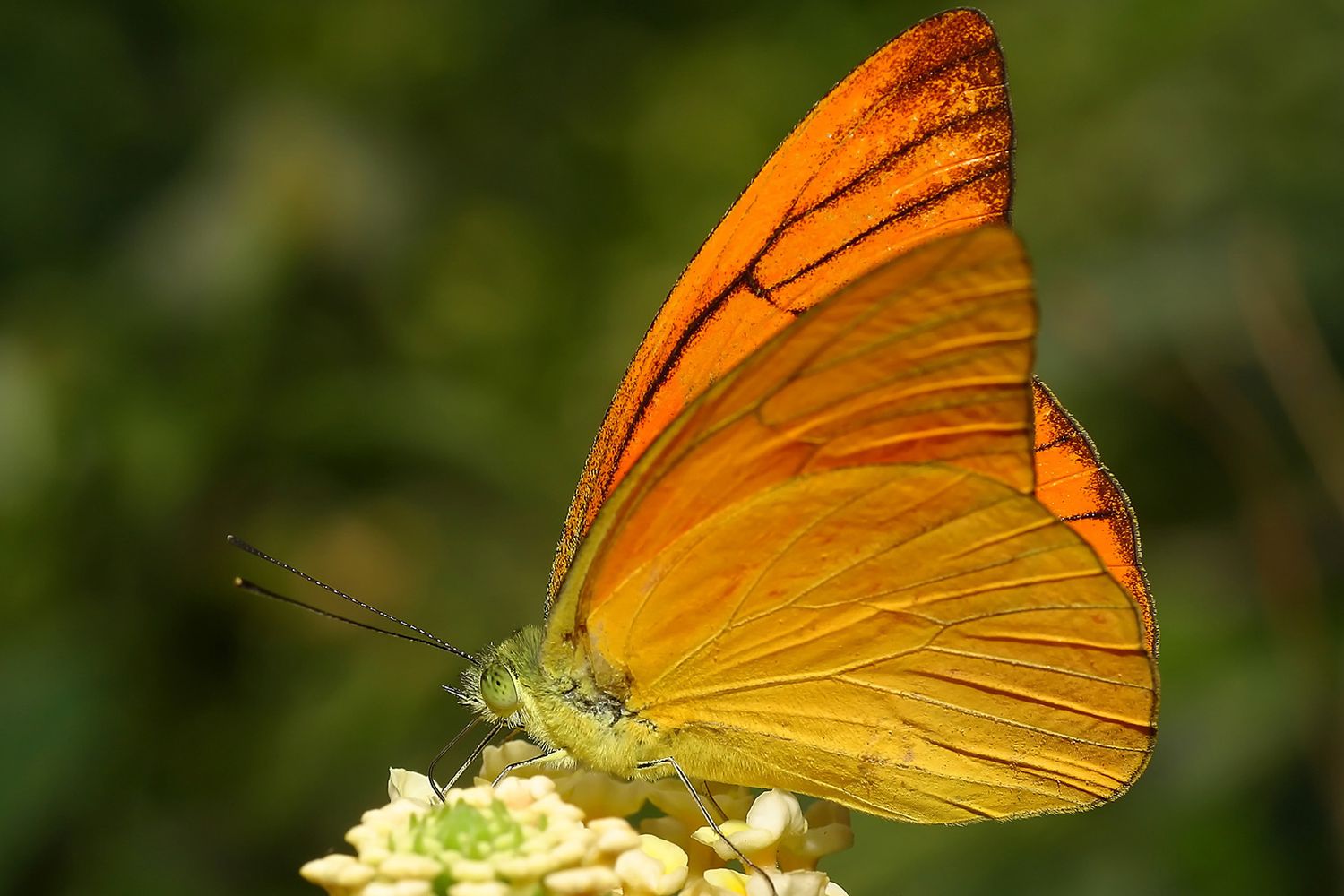 Butterfly drinking from flower.