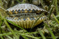 Bay Scallop, a Type of Bivalve