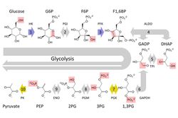Diagram showing the process of glycolysis