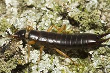 Earwig, Dermaptera, Victoria, British Columbia, Canada, Canada