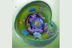 Animal Cell Organelles