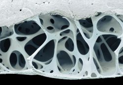 Bird bone tissue cross section