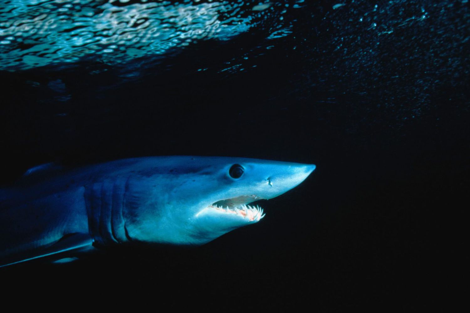 A shortfin Mako shark