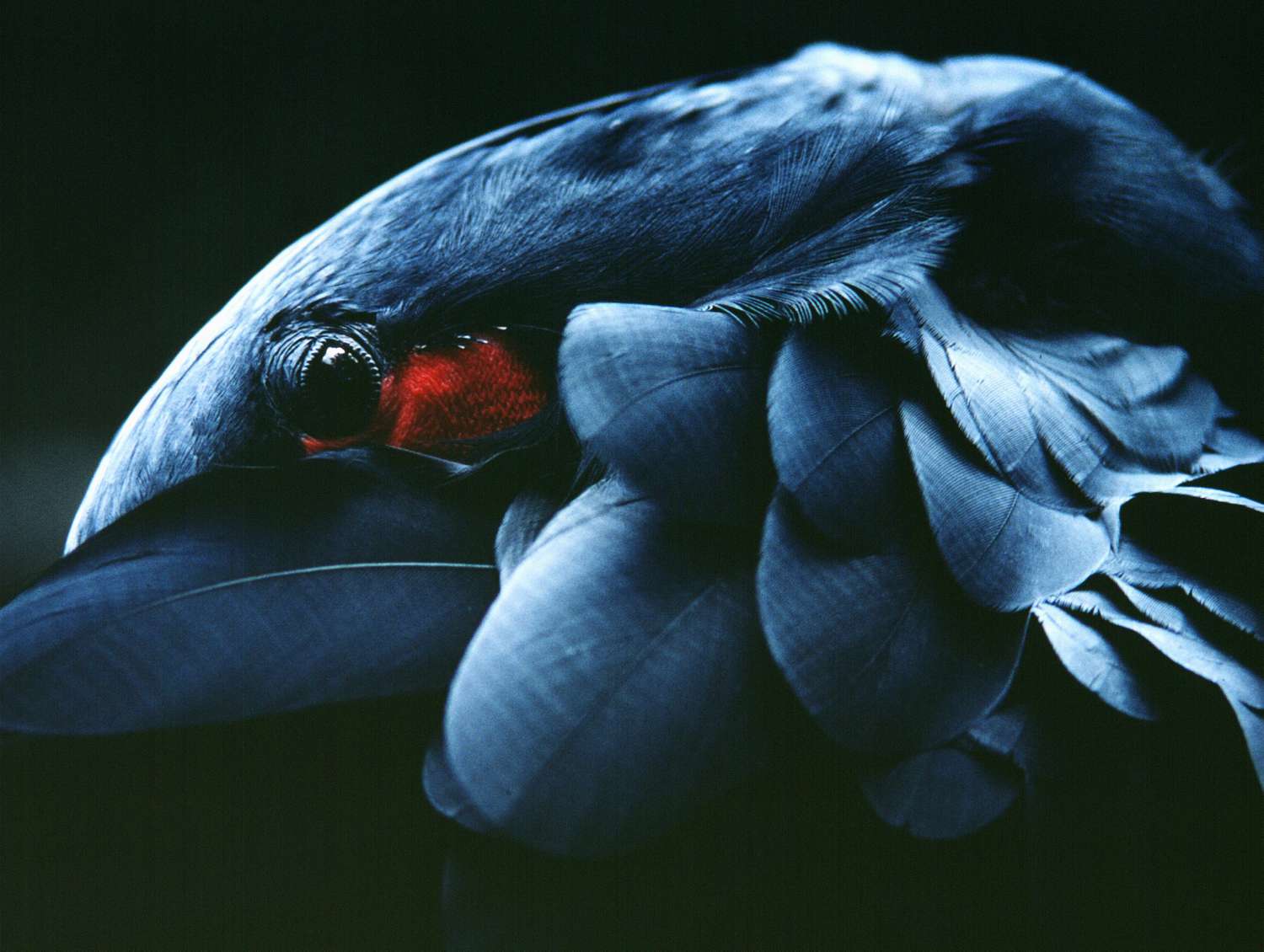 A Brazilian Macaw hiding it's beak under it's wing