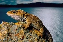 This Brothers Island tuatara is one of only two species of tuataras alive today.